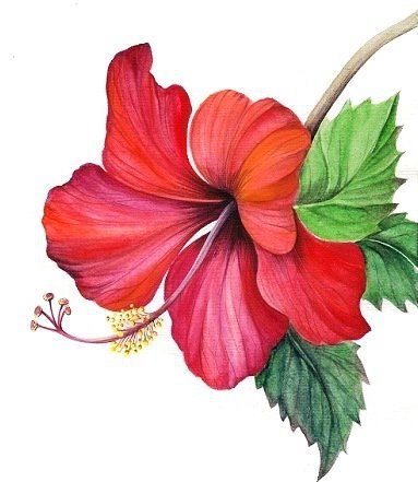 Цветок гибискуса. - акварель, цветок, гибискус - оригинал