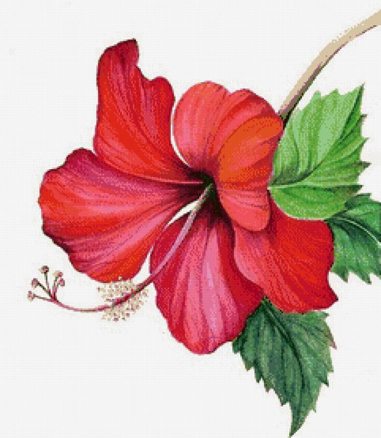 Цветок гибискуса. - цветок, гибискус, акварель - предпросмотр