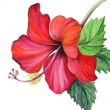 Схема вышивки «Цветок гибискуса.»