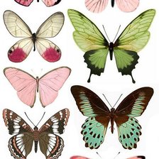 Схема вышивки «бабочки»