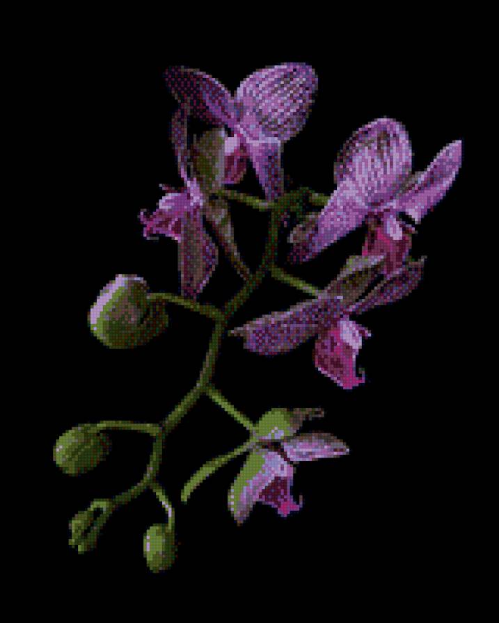 орхидея в ночи - цветы - предпросмотр