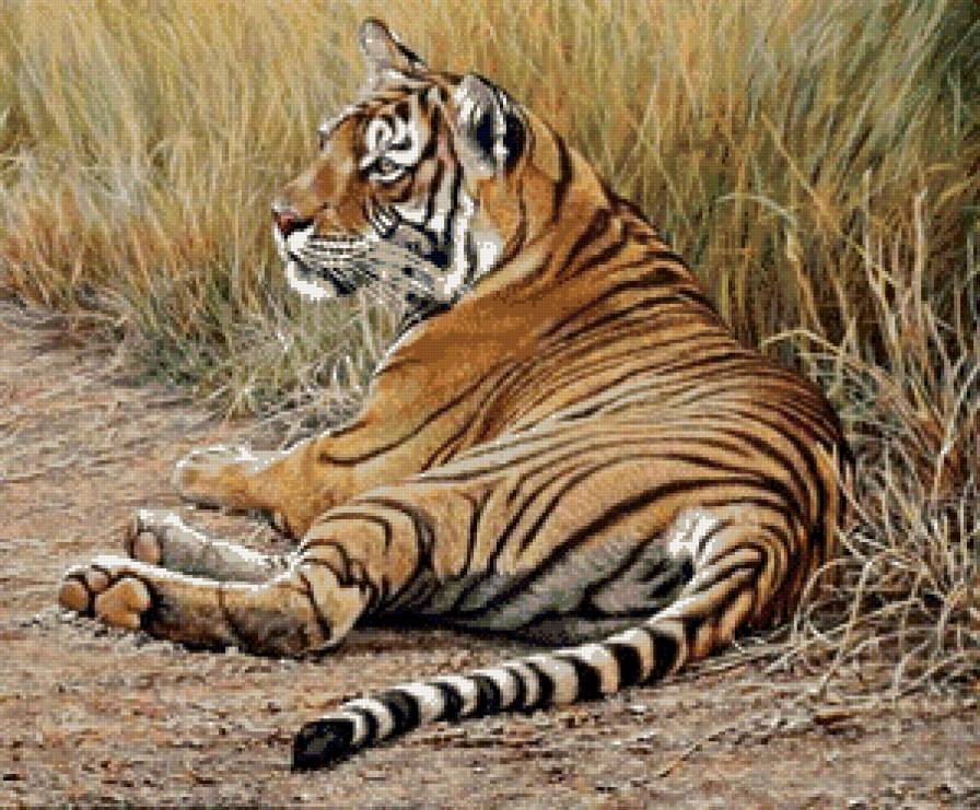 Серия "Дикая природа" - тигр, полосатый хищник, природа, отдых - предпросмотр