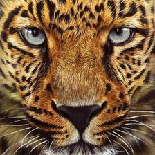 Схема вышивки «Серия "Дикая природа"»