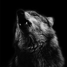 Схема вышивки «волк»