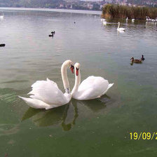 Схема вышивки «" Верность !!"»