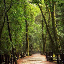 Схема вышивки «" Алея  любви!!"»