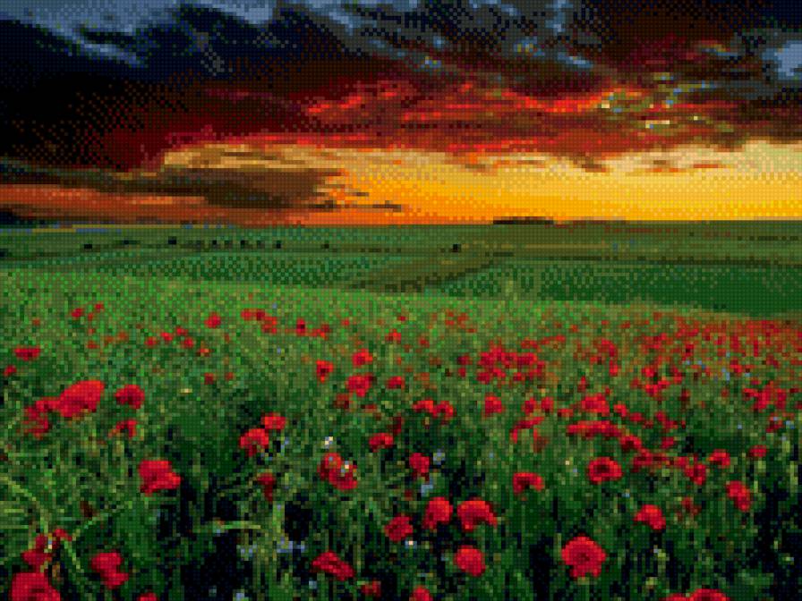 Маковый закат!! - природа. поле, маки, закат, цветы - предпросмотр
