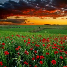 Схема вышивки «Маковый закат!!»