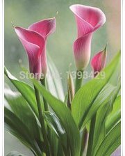 Схема вышивки «"Люблю тебя!!"»