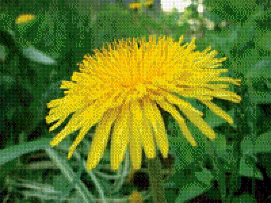 Одуванчик - цветы - предпросмотр