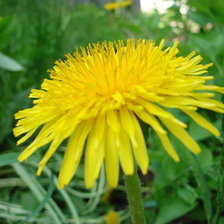 Схема вышивки «Одуванчик»