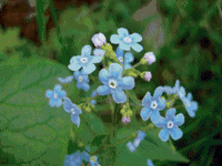 Незабудки - цветы - предпросмотр