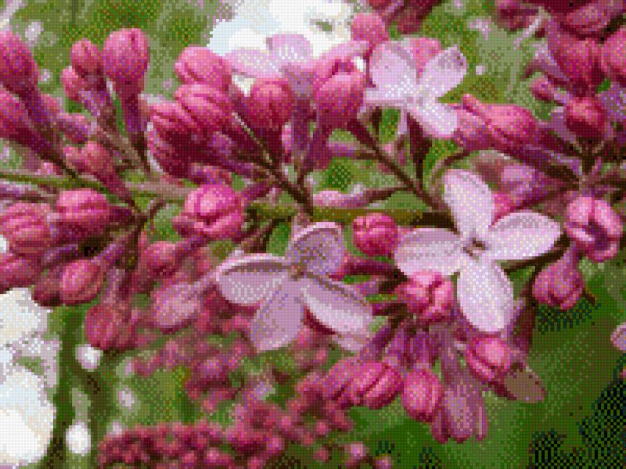 Сирень розовая - букет, сад, цветы, сирень - предпросмотр