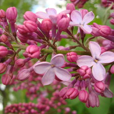 Схема вышивки «Сирень розовая»