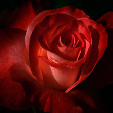 Схема вышивки «Роза на чёрном»