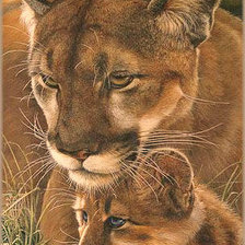 Схема вышивки «Серия "Дикая природа"»