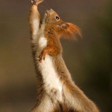 Схема вышивки «БЕЛКА»