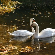 Схема вышивки «лебеди»