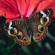 Схема вышивки «бабочка»