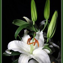 Схема вышивки «лилия с бутонами»