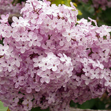 Схема вышивки «сирень»