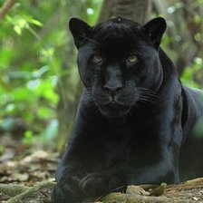 Схема вышивки «пантера»