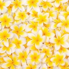 Схема вышивки «цветы»