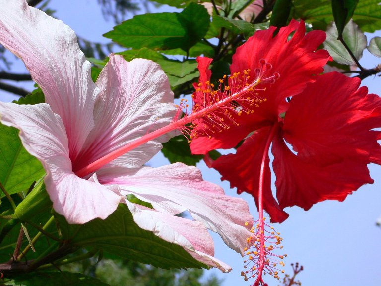 гибискус - цветы, розы - оригинал