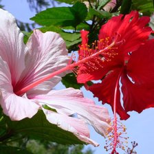 Схема вышивки «гибискус»