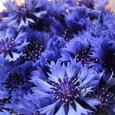 Схема вышивки «василек»