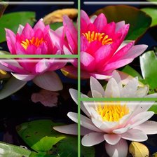 Схема вышивки «кувшинки»