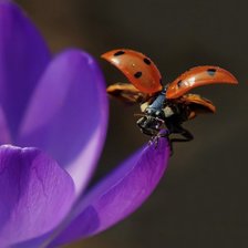 Схема вышивки «№966156»