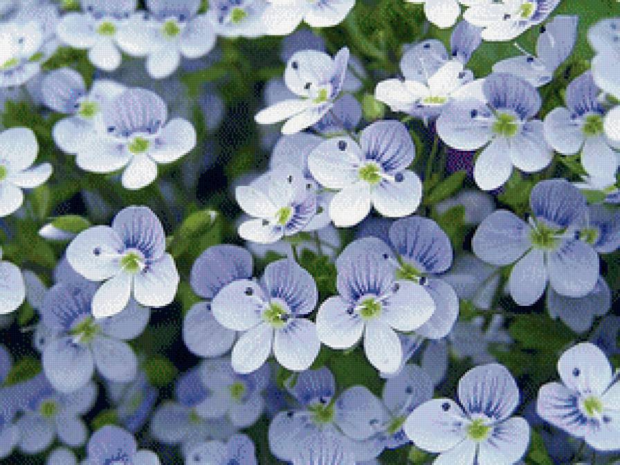 незабудки - цветы - предпросмотр