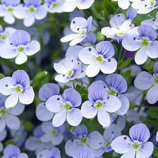 Схема вышивки «незабудки»