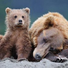 Схема вышивки «медведи»