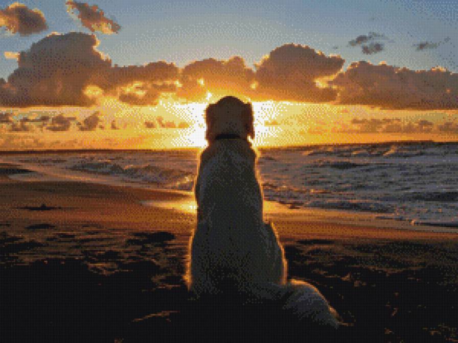 собака на закате - предпросмотр