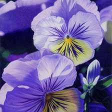 Схема вышивки «анютины глазки»