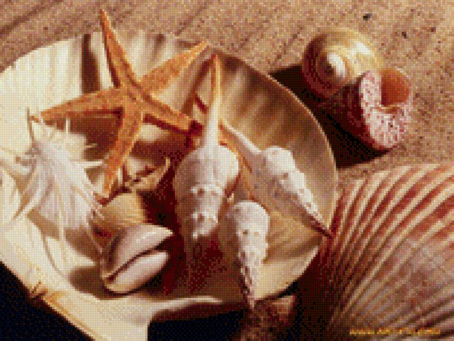 ракушки - предпросмотр