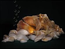 на дне морском