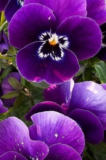 анютины глазки - цветы - оригинал