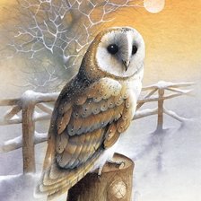 красавица совушка