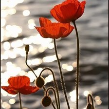 Схема вышивки «маки»