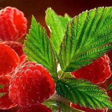 Схема вышивки «Малиновая прелесть.»