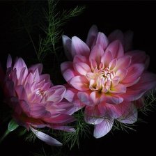 Схема вышивки «Красота»