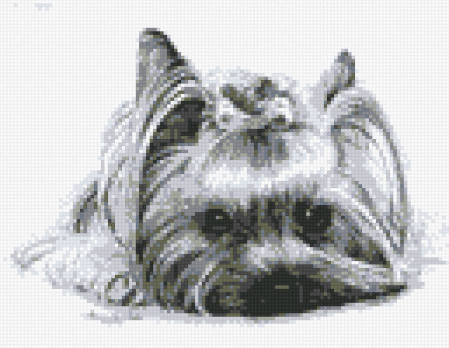 Йоркширский терьер - предпросмотр