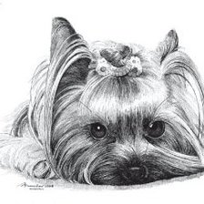 Йоркширский терьер