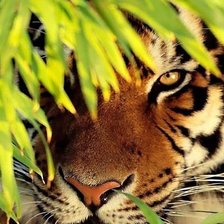 Схема вышивки «животные»