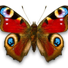 Схема вышивки «бабочка»