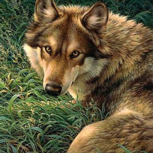 Схема вышивки «Серия "Дикая природа"»