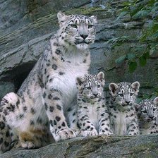 Схема вышивки «Снежная барсиха со снежными барсёнками)»